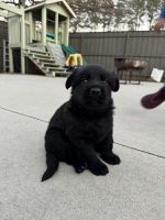 German Shepherd Puppies for sale in Charleston, SC, USA. price: $1,000