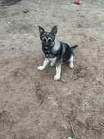 German Shepherd Puppies for sale in Jefferson, TX 75657, USA. price: $5