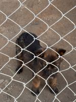 German Shepherd Puppies for sale in 4151 Chapotito St, Rio Grande City, TX 78582, USA. price: $150