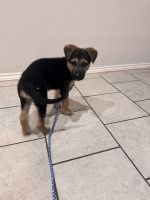 German Shepherd Puppies for sale in San Marcos, TX 78666, USA. price: $200