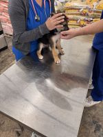 German Shepherd Puppy