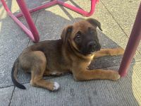 German Shepherd Puppies for sale in Los Angeles, CA, USA. price: $800