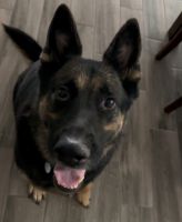 German Shepherd Puppies for sale in Avondale, AZ, USA. price: NA