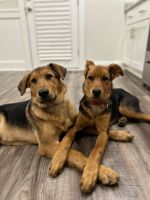 German Shepherd Puppies for sale in Metter, GA 30439, USA. price: $350