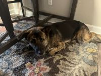 German Shepherd Puppies for sale in 6803 N Navarro St, Victoria, TX 77904, USA. price: $3,000