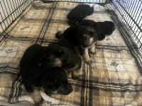 German Shepherd Puppies for sale in 1146 E Campus Dr, Tempe, AZ 85282, USA. price: $700