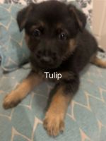 German Shepherds ready for a loving home!