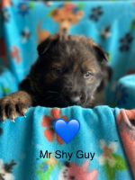 German Shepherd Puppies for sale in Bellefontaine, OH 43311, USA. price: $800