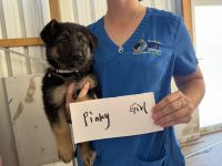 German Shepherd Puppies for sale in Bowen QLD 4805, Australia. price: $2,500