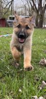 Female German shepherd puppy