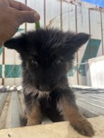 German Shepherd Puppies for sale in Sandy Beach NSW 2456, Australia. price: $1,500