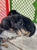 German shepherd puppies