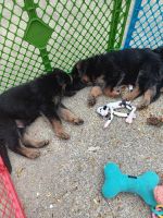 German shepherd puppies