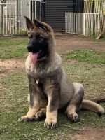 German Shepherd Puppies for sale in Aberdare NSW 2325, Australia. price: $1,500