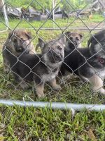 German Shepherd Puppies for sale in New Kent, VA 23124, USA. price: $700