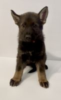 German Shepherd Puppies for sale in Orange, TX 77630, USA. price: $1,000
