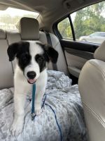 German Shepherd Puppies for sale in Hilton Head Island, SC, USA. price: $400