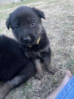 German Shepherd Puppies for sale in Detroit Lakes, MN 56501, USA. price: $1,500