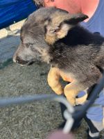 German Shepherd Puppies for sale in Bryant, IN 47326, USA. price: $500
