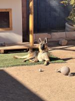 German Shepherd Puppies for sale in Casa Grande, AZ, USA. price: $1,000