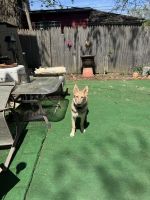 German Shepherd Puppies for sale in Detroit, MI, USA. price: $400