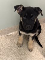 German Shepherd Puppies for sale in Levering, MI 49755, USA. price: $1,000