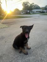 A cute Lily German shepherd puppy