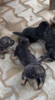 German Shepherd Puppies for sale in Bhogpur, Uttar Pradesh 243201, India. price: NA