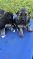 German Shepherd Puppies for sale in Eagle Vale NSW 2558, Australia. price: $1,200