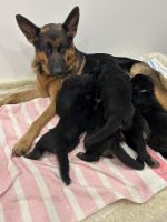 German Shepherd Puppies for sale in Angle Vale SA 5117, Australia. price: $2,500