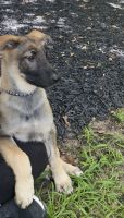 German Shepherd Puppies for sale in Sunny Side, GA, USA. price: $800