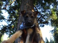 German Shepherd Puppies