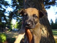 German Shepherd Puppies