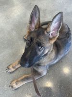 4-month-old German Shepherd for rehoming
