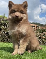 Pastor alemánLos cachorrosen venta en Bogotá, Colombia. Precio: $4