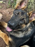 German Shepherd Puppies for sale in Dale City, VA, USA. price: $600