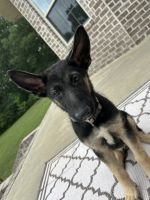 German Shepherd Puppies for sale in Russellville, AL, USA. price: $850