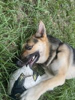 German Shepherd Puppies for sale in Savannah, GA, USA. price: $1,000