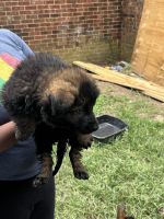 German Shepherd Puppies for sale in Rock Hill, SC, USA. price: $2,800