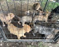 Free German shepherd pups!