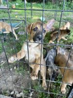 Free German shepherd pups!