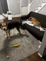 German Shepherd Puppies for sale in Eaton Rapids, MI 48827, USA. price: $50