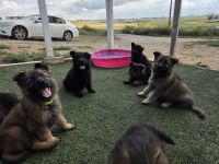 Female german shepherd