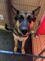 German Shepherd Puppies for sale in Henderson, NV, USA. price: $800