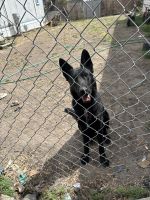 German Shepherd Puppies for sale in Hershey, NE, USA. price: NA