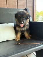 German Shepherd Puppies for sale in Waycross, GA, USA. price: $600