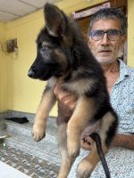 German Shepherd Puppies for sale in Debpara Tea Garden, West Bengal 735202, India. price: 8,000 INR