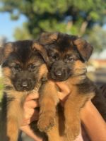 German Shepherd Puppies for sale in Los Angeles, CA, USA. price: $1,500