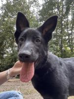 German Shepherd Puppies for sale in Radford, VA, USA. price: $400