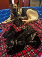 German Shepherd Puppies for sale in Lufkin, TX, USA. price: $700